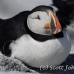 puffin_atlantic_msi_h_1877_can1499.jpg